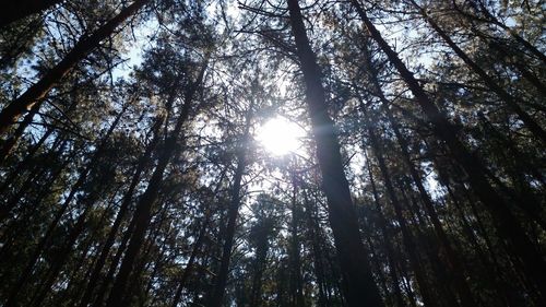 Low angle view of trees