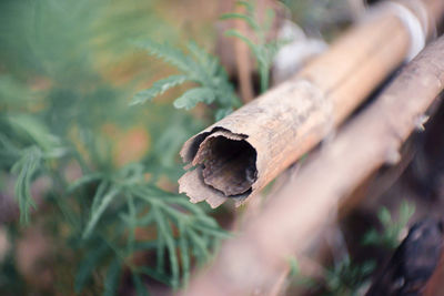 High angle view of fungus on wood in forest