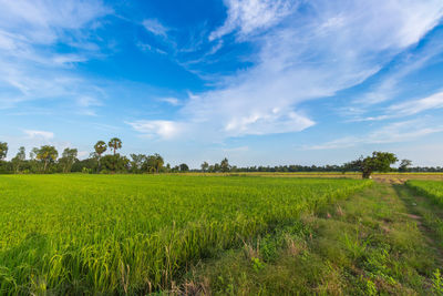 Scenic view of agricultural field against sky