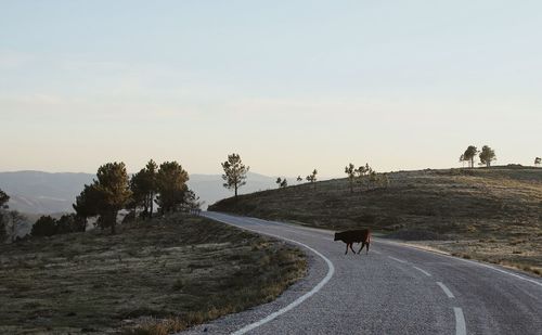 View of people riding horse on road against sky