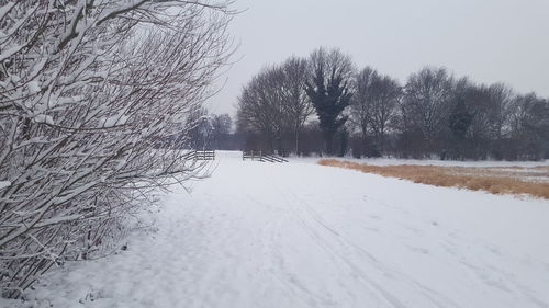 Close-up of snow covered trees against sky