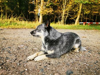 View of a dog in the park