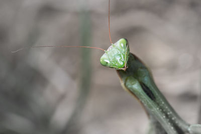 Mantis patiently posing and lurking. close up of insect in the nature