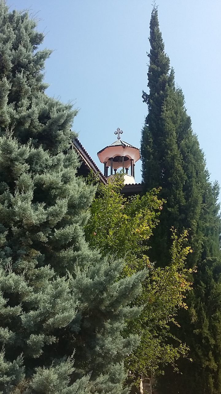 LOW ANGLE VIEW OF TREES AGAINST CLEAR SKY