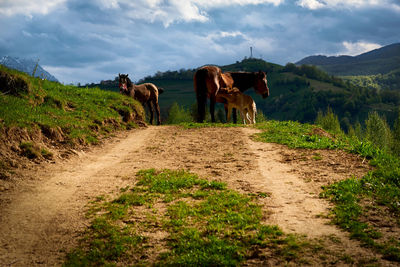 Horse walking on dirt road