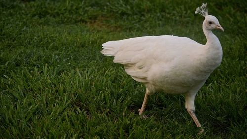 Side view of white peacock walking on grass