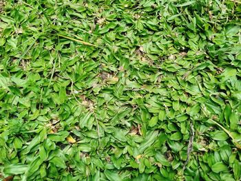 Full frame shot of fresh green plants