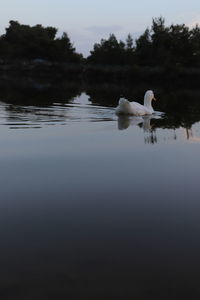 Swans swimming in lake