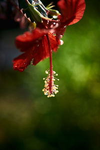 Close-up of red flowering plant