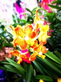 Close-up of flowers blooming outdoors