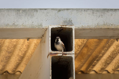 Close-up of bird perching on wall