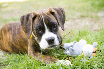 Portrait of dog on field