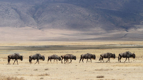Wildebeest walking on landscape