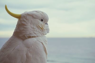 Close-up of a bird against sky