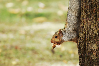 Close-up of squirrel eating tree