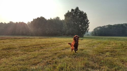 Portrait of woman with dog on field against clear sky