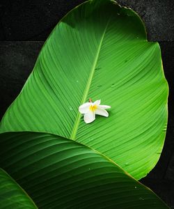 Close-up of white flowering plant leaves