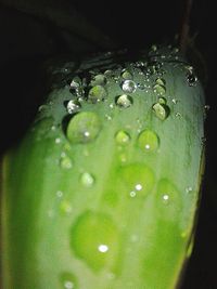 Close-up of water on grass