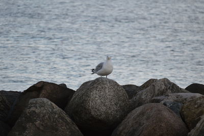 Seagull perching on rock