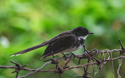 Close-up of bird perching on branch