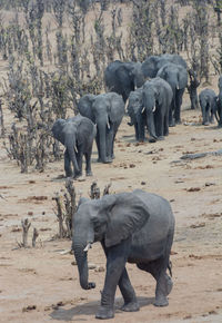 Elephants in the savanna of in zimbabwe, south africa