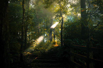 Trees in forest