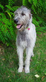 Dog on grassy field