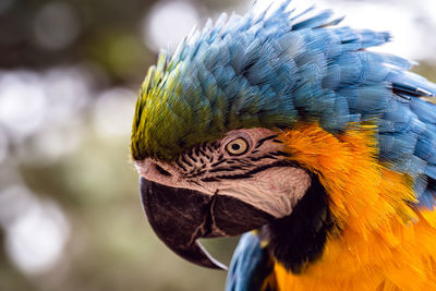 Close-up of a parrot