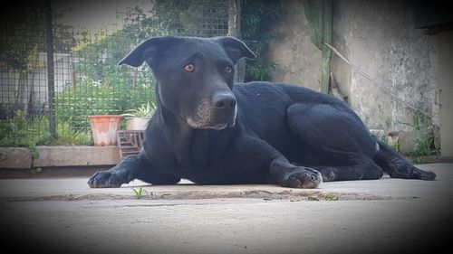 Portrait of black dog sitting in yard