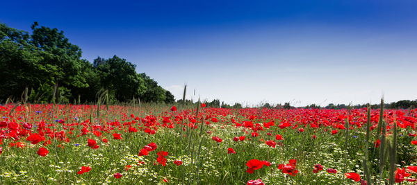 Close-up of red flowers growing in field