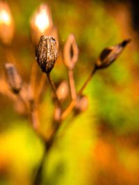 Close-up of plant against blurred background