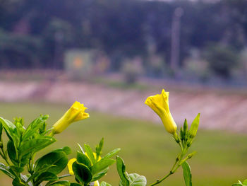 Close-up of yellow flowering plant