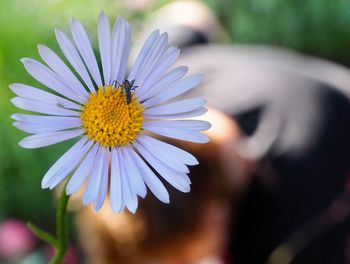 Close-up of honey bee on yellow flower