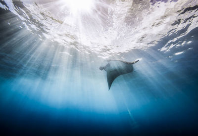 Low angle view of stingray swimming in the sea