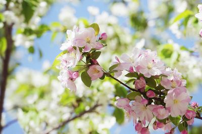 Close-up of blossom