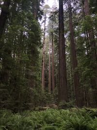 Low angle view of bamboo trees in forest