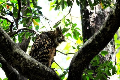 Low angle view of birds perching on branch