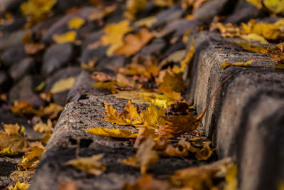 Close-up of autumn leaves on wood