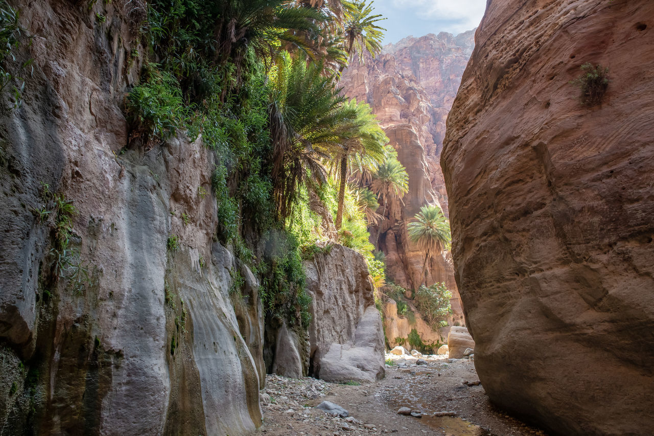 rock, rock formation, nature, tree, canyon, wadi, plant, scenics - nature, beauty in nature, travel destinations, land, environment, travel, non-urban scene, no people, cliff, landscape, mountain, geology, tranquility, valley, terrain, outdoors, day, formation, tourism, sky, physical geography, tranquil scene, eroded, mountain range, arch