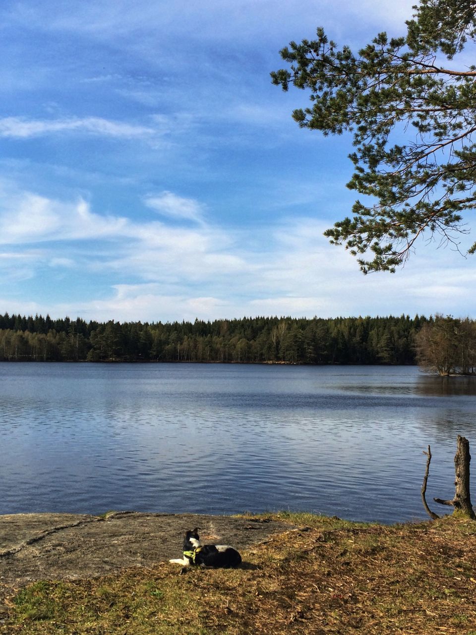 animal themes, water, lake, sky, tree, tranquil scene, tranquility, domestic animals, mammal, one animal, scenics, nature, lakeshore, dog, beauty in nature, pets, river, cloud - sky, riverbank, animals in the wild