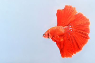 Close-up of betta fish in aquarium