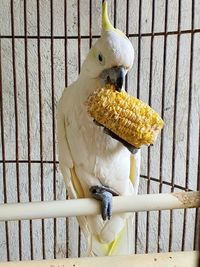 Close-up of a bird in cage