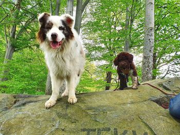 Portrait of dog standing on land