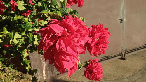 Close-up of pink roses