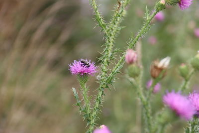Close-up of pink thistle flowers