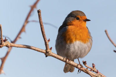 Low angle view of bird perching on branch against sky