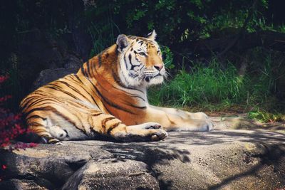 Tiger relaxing on rock