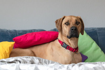 Portrait of dog relaxing on bed at home