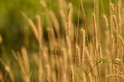 Close-up of wheat growing on field