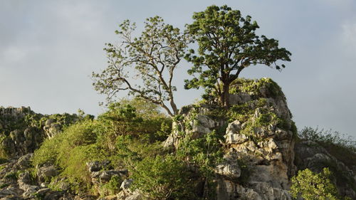 Low angle view of trees against sky